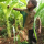 Green Tobacco Sickness  and Child Labour in the Tobacco Industry